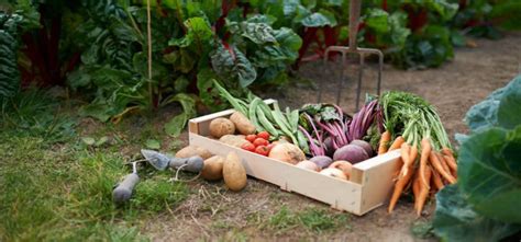 Allotment Gardening The Benefits Of Growing Your Own Coolings