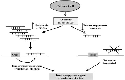 the role of micrornas mirnas in tumor formation creation download scientific diagram