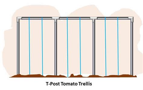 How To Trellis Tomato Plants The Ultimate Guide Ofags