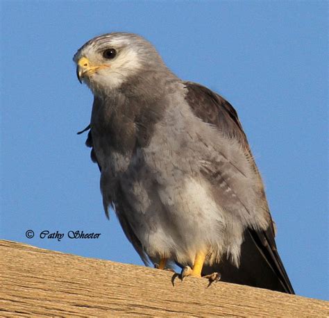 Raptor Identification And Photography Silver Swainsons Hawk