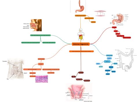 Sistema Digest Rio Mapa Mental Anatomia I