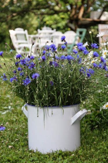 We did not find results for: Plantas de flor azul para cultivar en maceta :: Decogarden