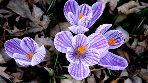 Maybe you would like to learn more about one of these? Purple and White Striped Flower | 2020 Live Wallpaper HD