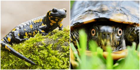 Amphibian vs. Reptile: All 7 Differences Explained - More Reptiles