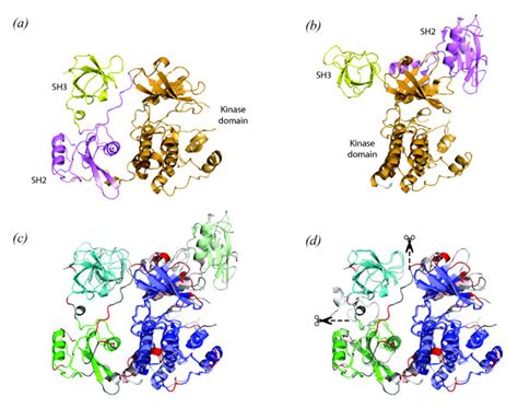 Alignment Of Structures Of Hck And Csk Protein Kinases Panel A And Download Scientific