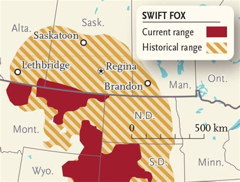 Why The Swift Fox Is One Of Canadas Best Wildlife Recovery Stories