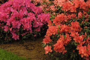 The shady space between taller trees and bushes and low growing perennials lends itself. Common Louisiana Landscape Plants | Azaleas landscaping ...