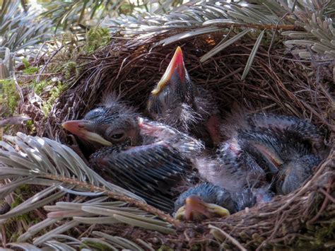 Free Images Wildlife Spring Beak Feather Fauna Bird Nest