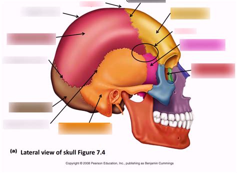 Surface Landmarks Of The Skull Lateral View Diagram Quizlet