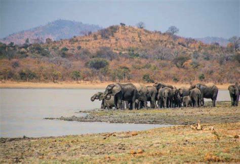 Malawi Volunteer Elephant And African Wildlife Expedition Biosphere