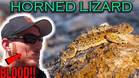 Arizona Horned Lizard That Shoots Blood From Its Eyes Youtube