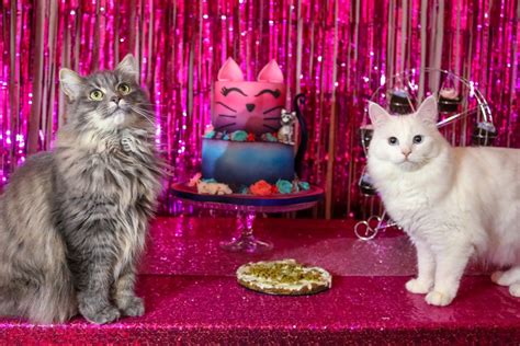 Throwing The Ultimate Birthday Party For Cats Cat Birthday Party