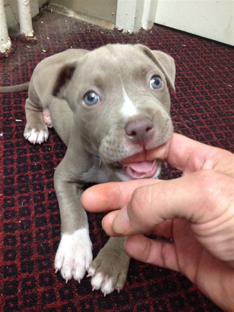 A Gal I Work With Saved A Baby Pitbull Stranded In Our Parking Lot