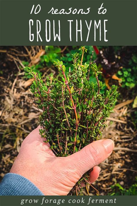 10 Reasons To Grow Thyme For Food Health And Garden Benefits