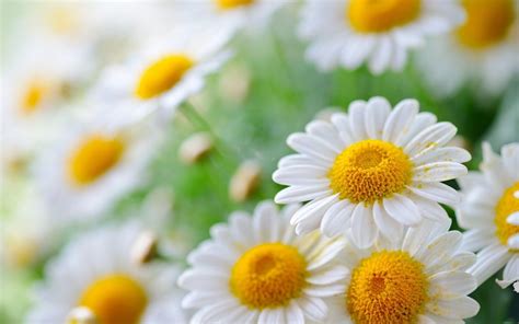 Chamomile Flower Bouquet Wallpapers Wallpaper Cave