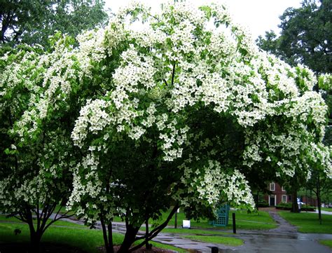 Trees are an essential part of any garden, providing structure, changing seasonal interest and a home to wildlife. Planting Dogwood Kousa Tree - How To Take Care Of Kousa ...