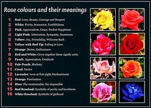 Daveswordsofwisdom Com Rose Colors And Their Meanings