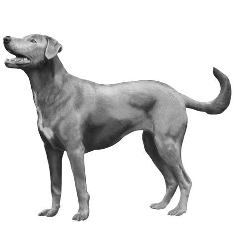 Blue Lacys Dog Breed Info Photos Common Names And More — Embarkvet