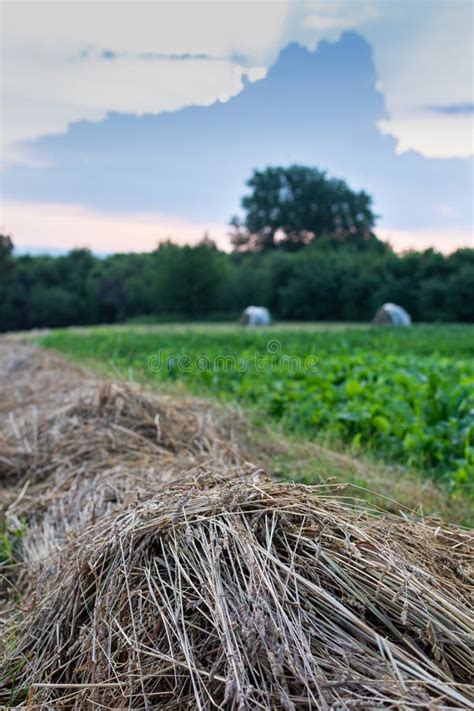Harvesting Hay In Summer Stock Photo Image Of Food 153407722