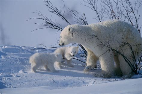 Polar Bears Ursus Maritimus License Image 70136993 Lookphotos