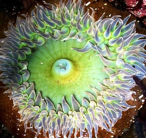 Those Colors Sea Anemone Anemone Underwater World