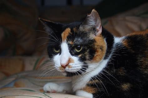 Japanese girls are often named after flowers and cats japanese calicoes are usually predominantly white along with two other colors, and are a very popular breed in japan and abroad. 300+ Calico Cat Names - Cute, Unique Names You'll Love ...