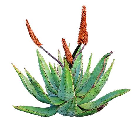 Dmso cream with aloe vera y otros productos de nature's gift para todas sus necesidades de salud. How to Grow an Aloe Vera Plant: Care, Types, and Growing ...