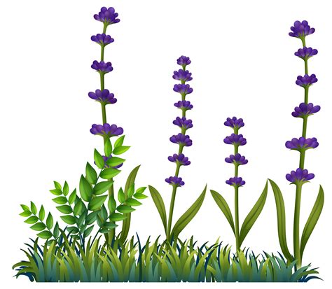 Lavender Plant Clip Art