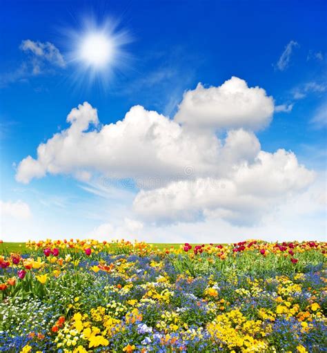 Colorful Flowers Meadow And Green Grass Field Over Blue Sky Stock Photo