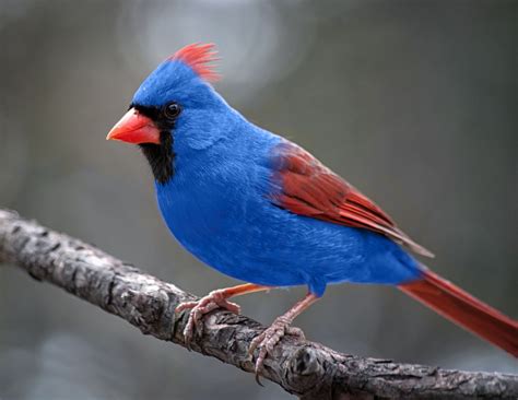 Голубые Птицы Фото С Названиями Telegraph