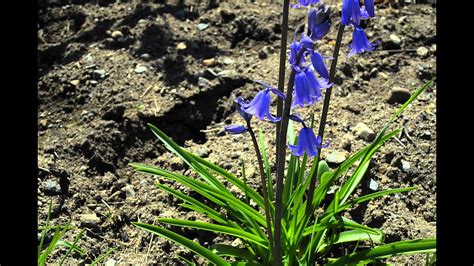 Common Bluebell Flowers Hyacinthoides Non Scripta Free Photos And