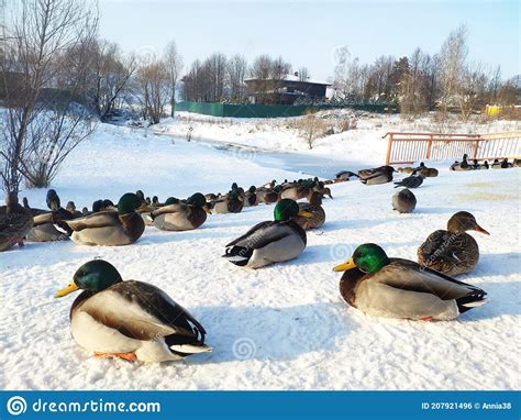 City Ducks On The Snow Covered Shore Of The Pond In Winter Urban Birds