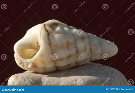 Sea Shells Of The Red Sea Stock Photo Image Of Isolated 12639752
