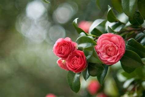 16 Mejores Flores De Invierno Las Flores Más Bonitas Que Florecen En
