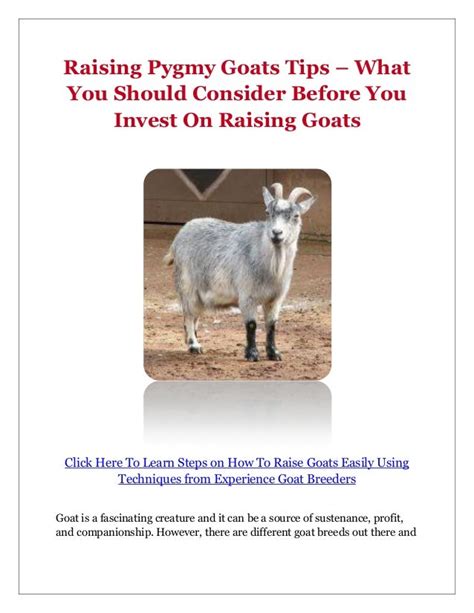 Raising Pygmy Goats Tips What You Should Consider Before You Invest