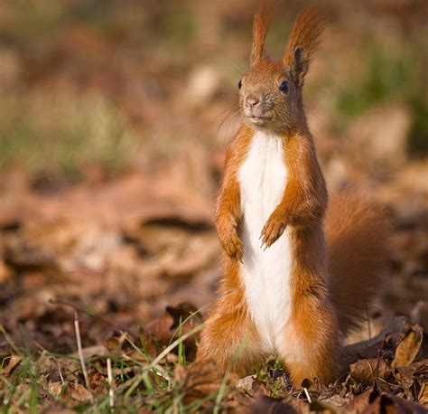 Red Squirrel Red Squirrel Sciurus Vulgaris Standing Upri Flickr