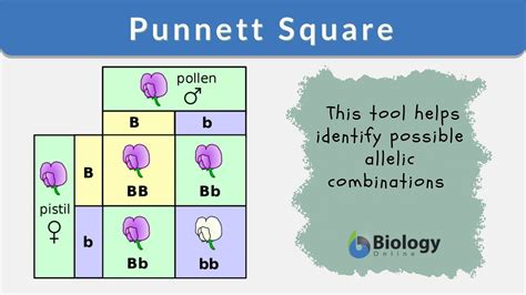 what is a punnett square and why is it useful in genetics punnett square definition types and