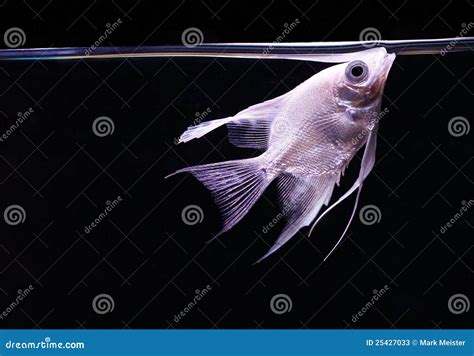 Angelfish Cichlid At The Surface Stock Image Image Of Water Breath