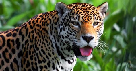 Animais Da Caatinga Para Imprimir