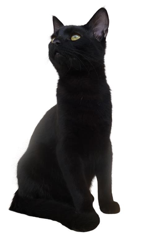 Black Cat Png Transparent Picture Png Mart