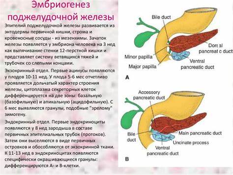Поджелудочная железа диета печень Пищеварительная система: печень, поджелудочная железа, слюнные железы Пищеварительная система: печень, поджелудочная железа, слюнные железы Поджелудочная железа диета печень