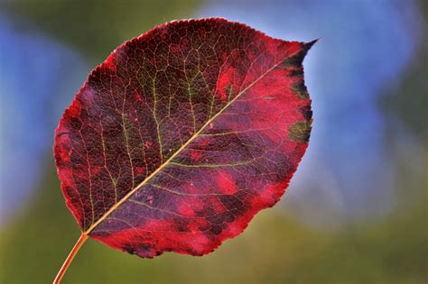 Guide To Fall Leaf Photography — Mark Warnes Photography