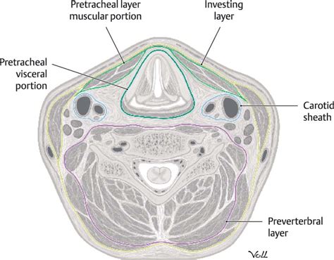 The Anatomy And Physiology Of The Neck Plastic Surgery Key