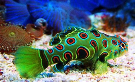 24 Beautiful And Colorful Fish Meowlogy