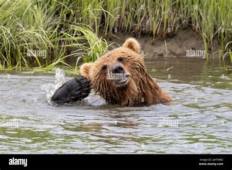 Alaskan Brown Bear Scratching Its Ear While Sitting In Mikfik Creek In