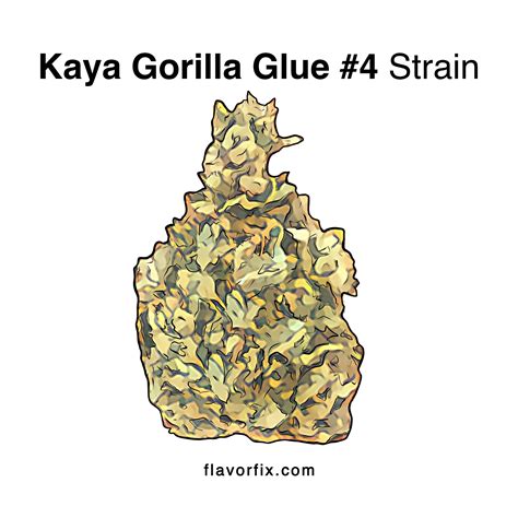 Kaya Gorilla Glue 4 Strain Information Flavor Fix