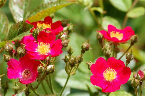 Our range of summer flowering shrubs includes hydrangea, sambucus, buddleia, hibiscus, escallonia, hydrangea, philadelphus, potentilla and many more. 10 Best Late Summer Flowering Shrubs