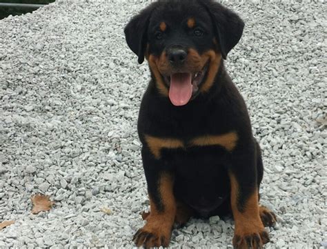 We are pure bred german rottweiler breeders with puppies for sale. Rottweiler Puppies For Sale | Louisville, KY #237942