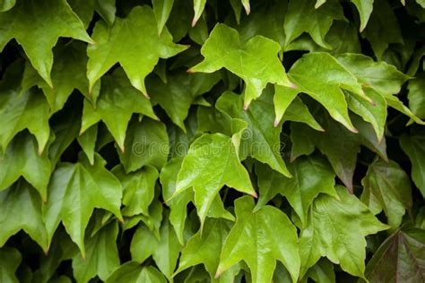 Green Ivy Wall Stock Photo Image Of Closeup Leaf Abstract 220488350