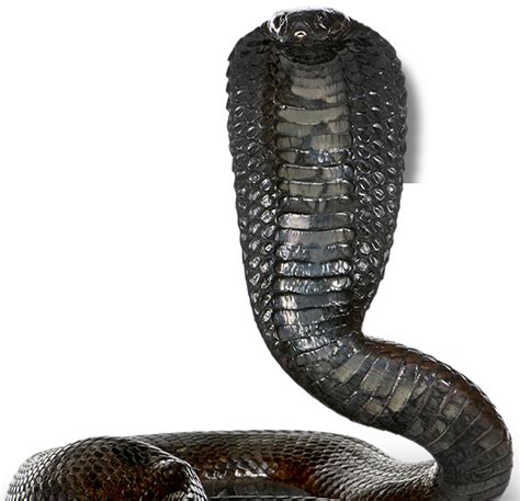 Cobra Png Transparent Image Download Size 560x541px